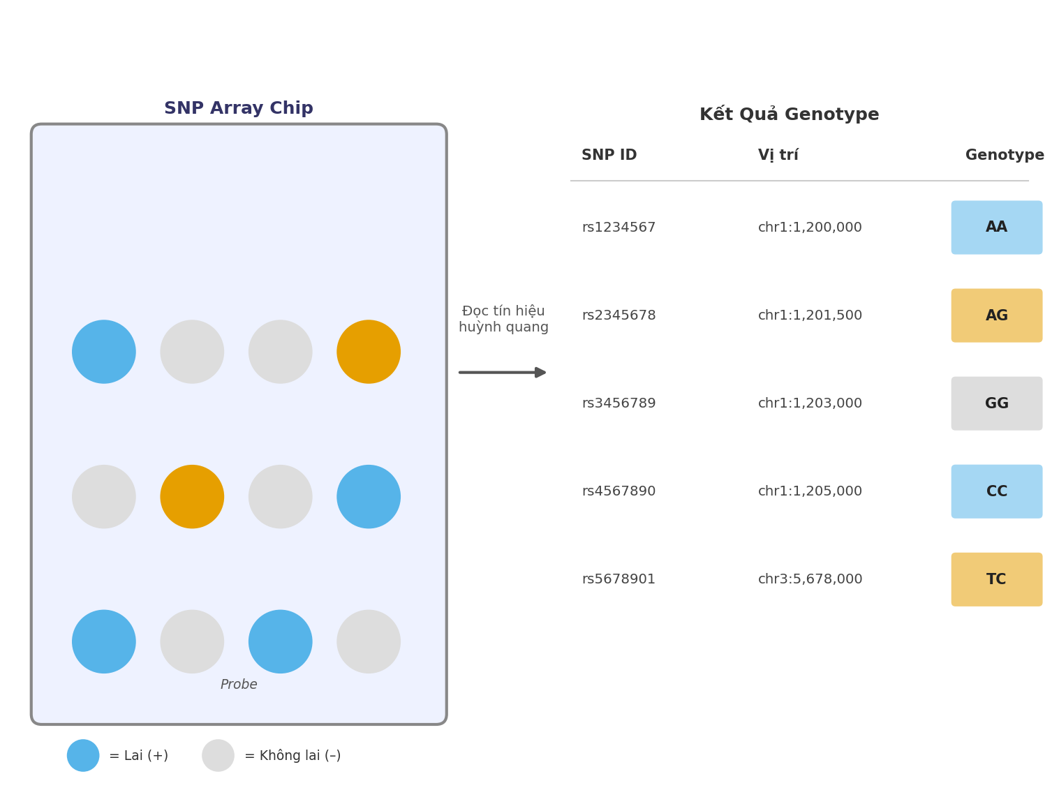 Hình 3.1: Nguyên lý của SNP array và GWAS