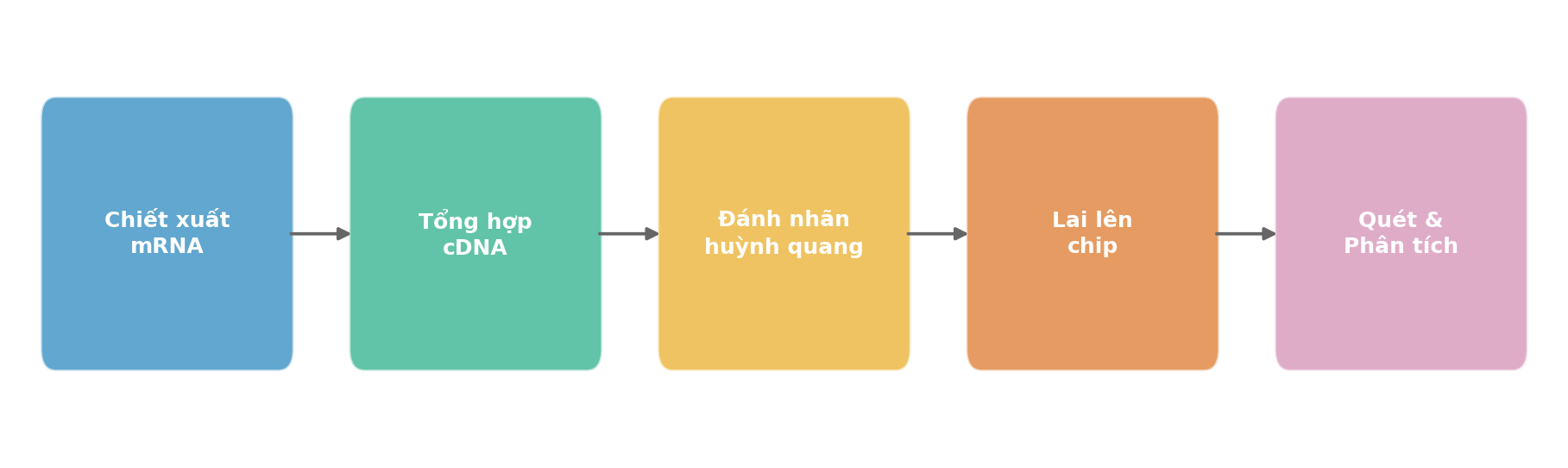 Quy trình DNA Microarray